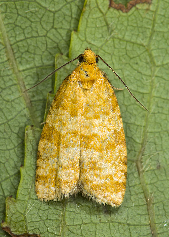 Tortricidae: Isotrias joannisana